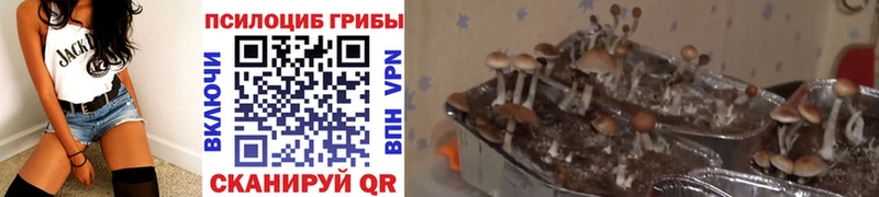 Псилоцибиновые грибы прущие грибы  купить наркоту  Кемерово 